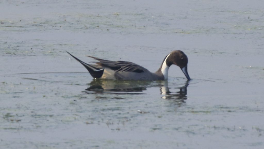 Northern Pintail (Male)