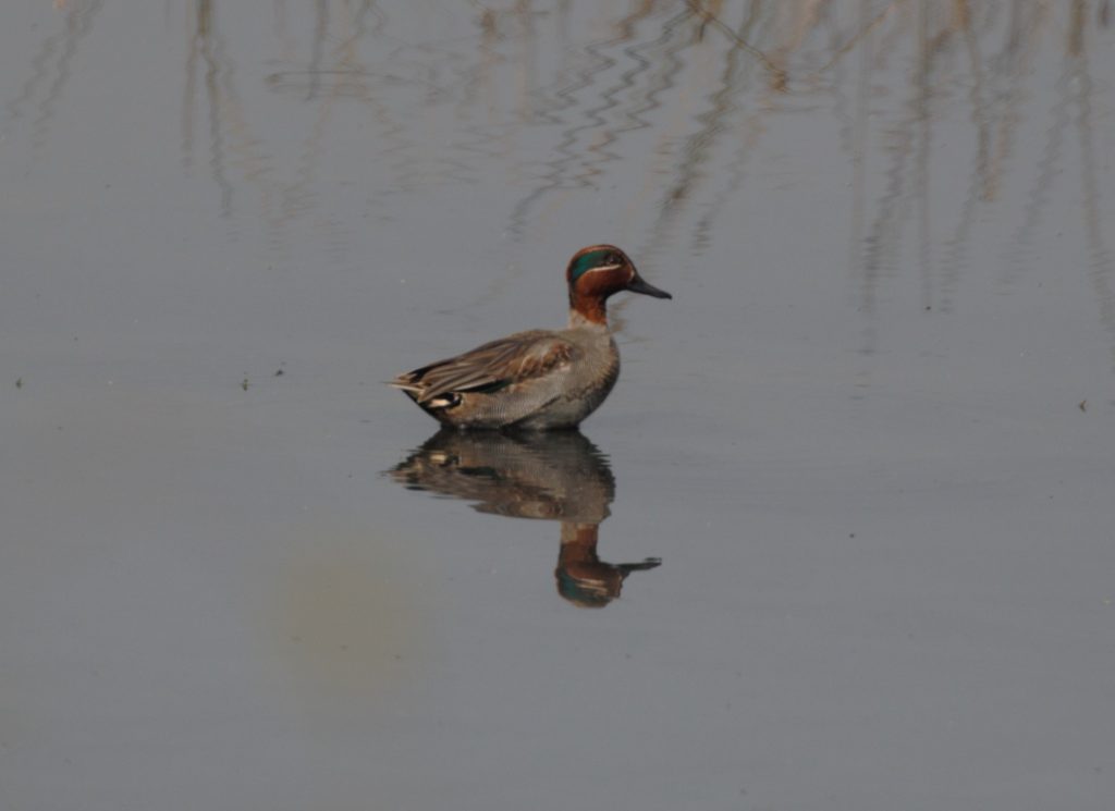 Common teal (Male)