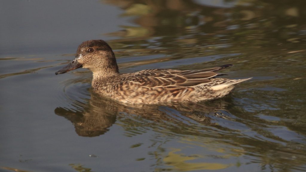 Common Teal (Female)