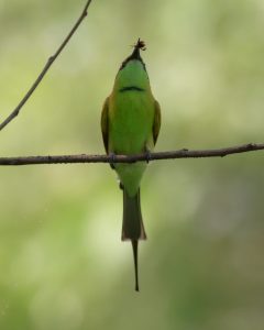 Green Bee-eater feeding